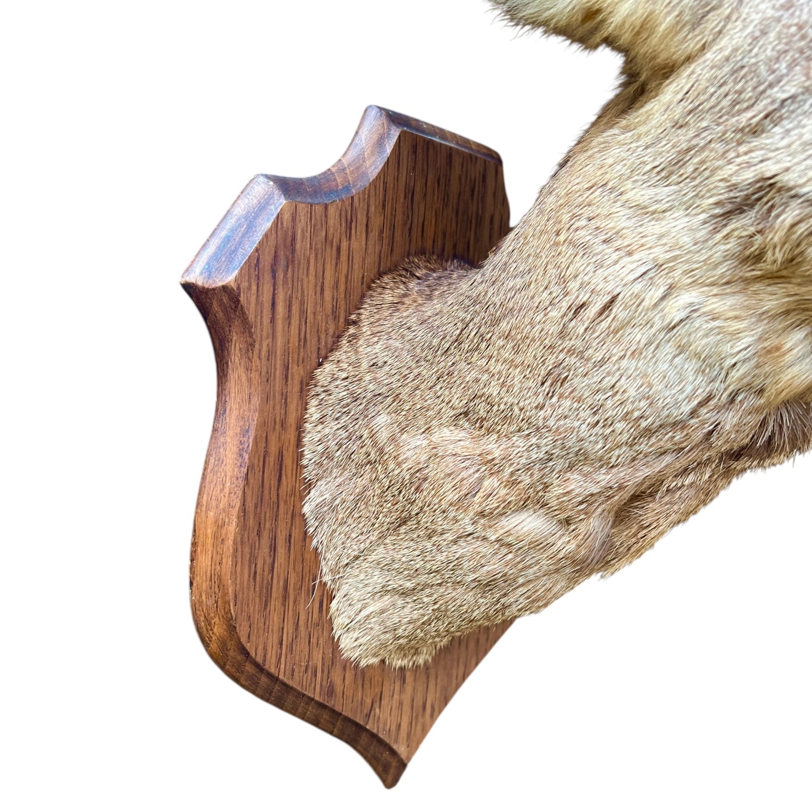 Close up of deer taxidermy head