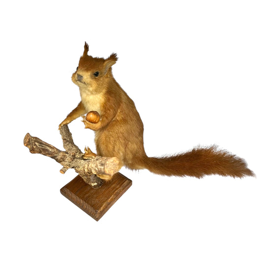 Taxidermy squirrel on a branch with a white background