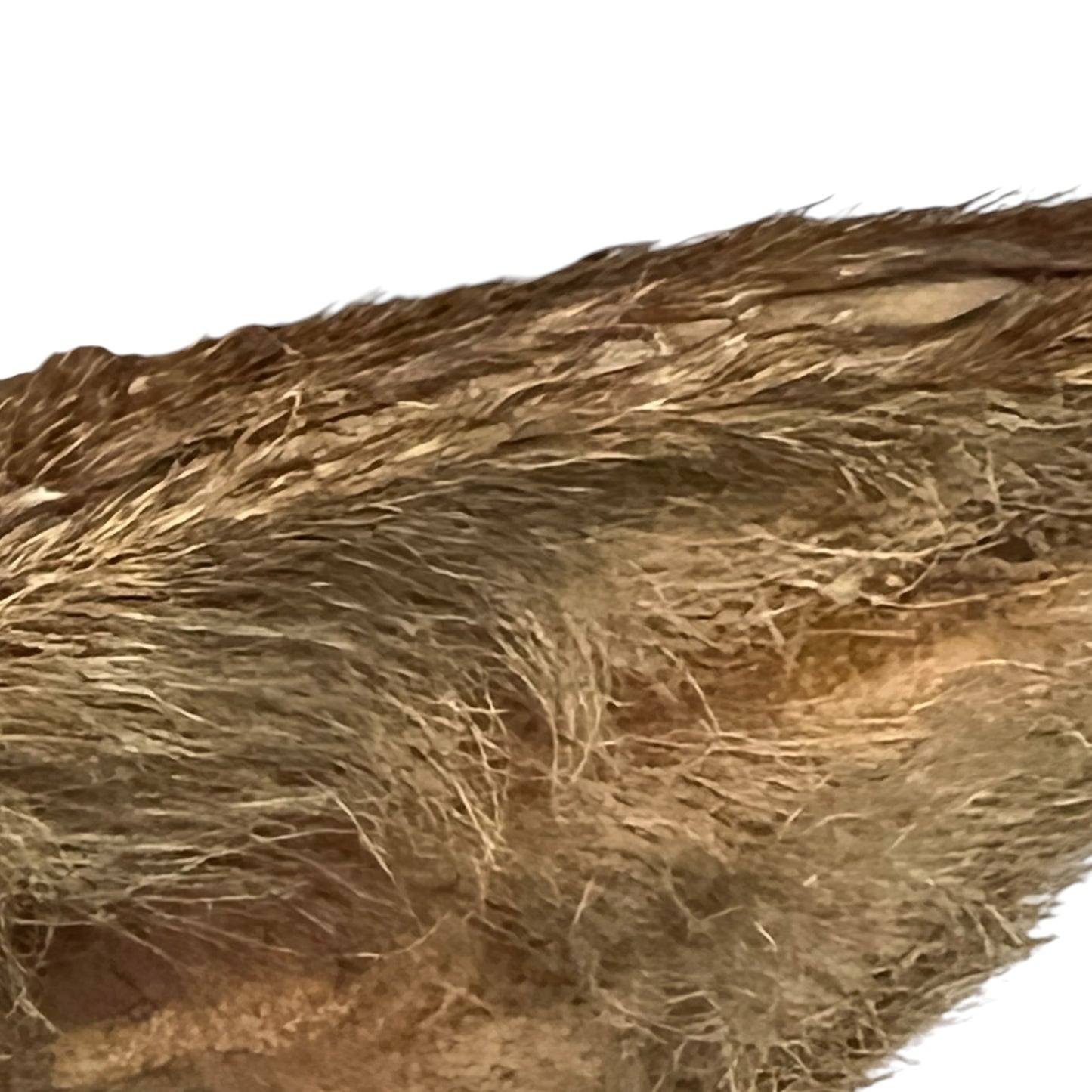 Close-up of a brown and tan furry animal ear against a plain white background.