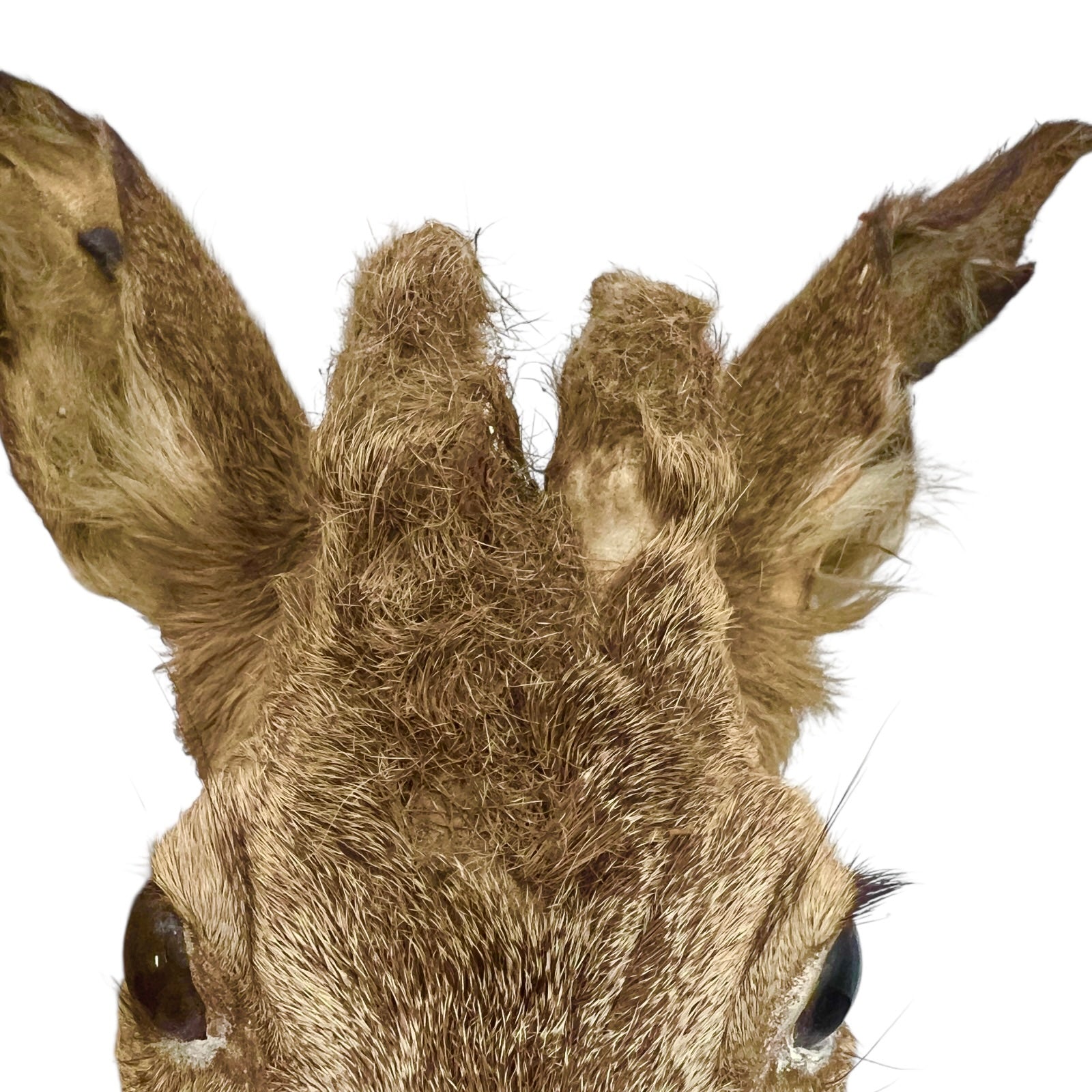 close up of a French taxidermy deer head mount on a wooden plaque against a white background