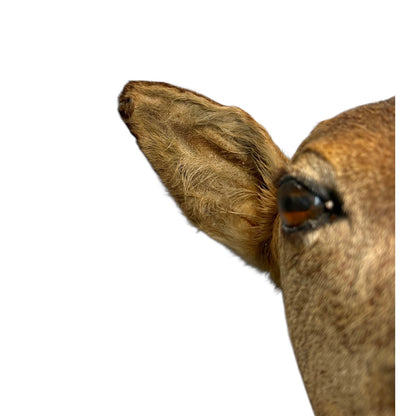 Vintage Taxidermy Roe Deer Head - French Mounted Specimen