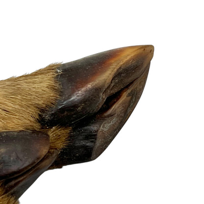 Close up of taxidermy deer hooves on a wooden mount on a white background