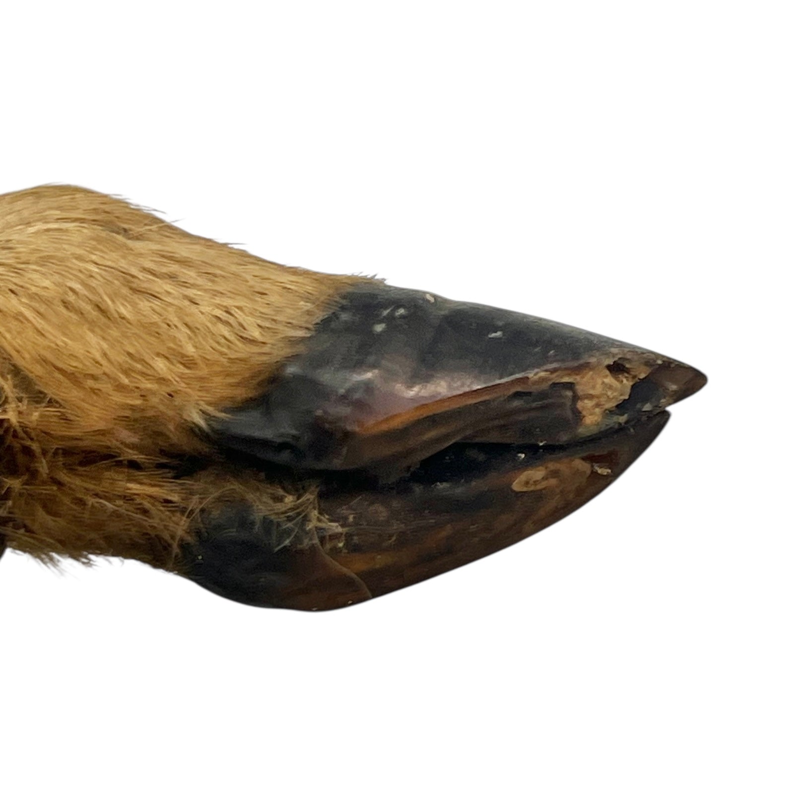 Close-up of a deer hoof on a wooden surface with a white background
