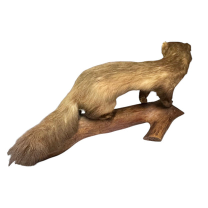 Taxidermy of a Vintage Taxidermy Pine Marten standing on a wooden branch against a white background