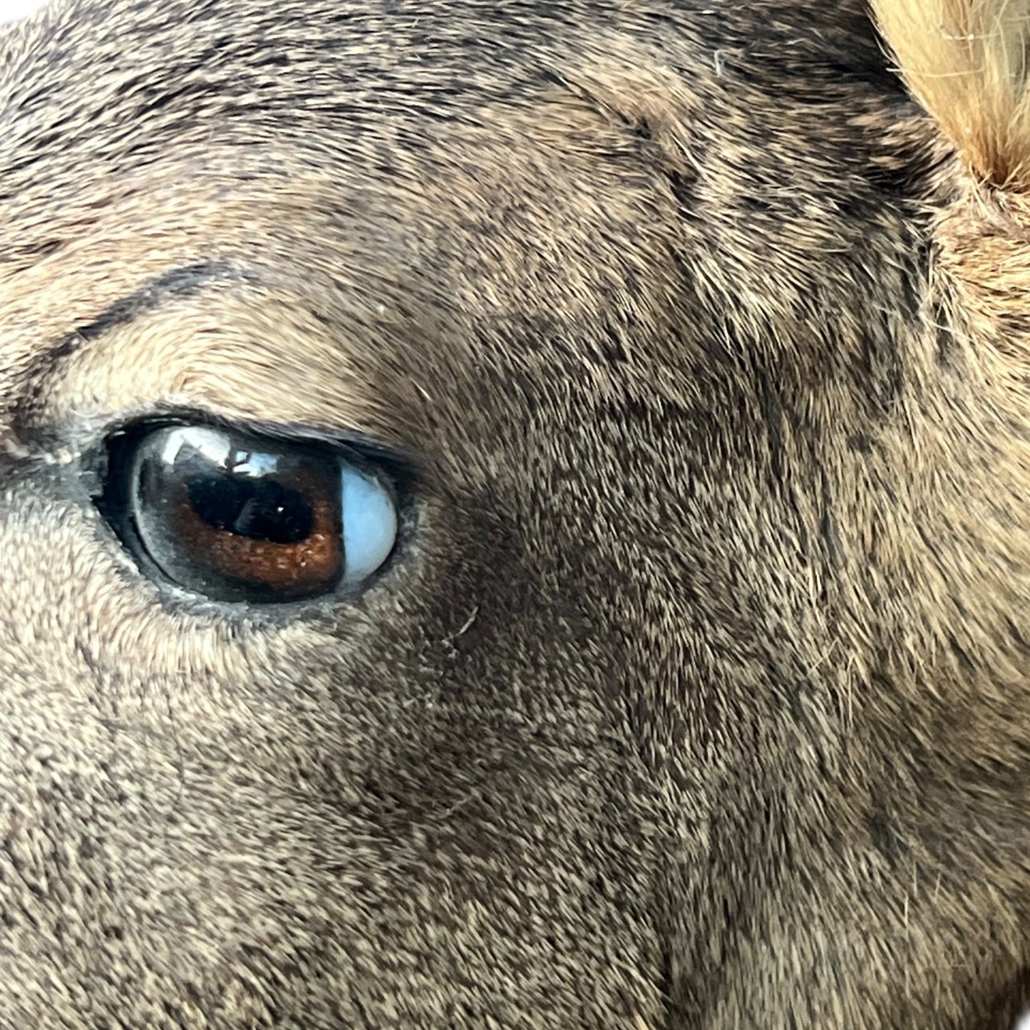 Close-up of a deer's eye with detailed fur texture