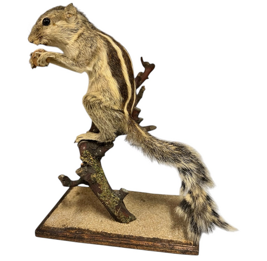 French Taxidermy Chipmunk, Vintage Taxidermy Specimen