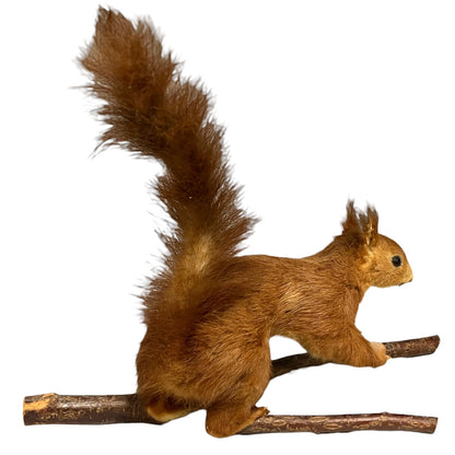A taxidermy red squirrel mounted on a small branch, isolated on a white background.
