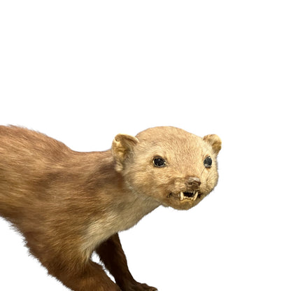 Close-up of a taxidermy small stoat-like animal against a white background.