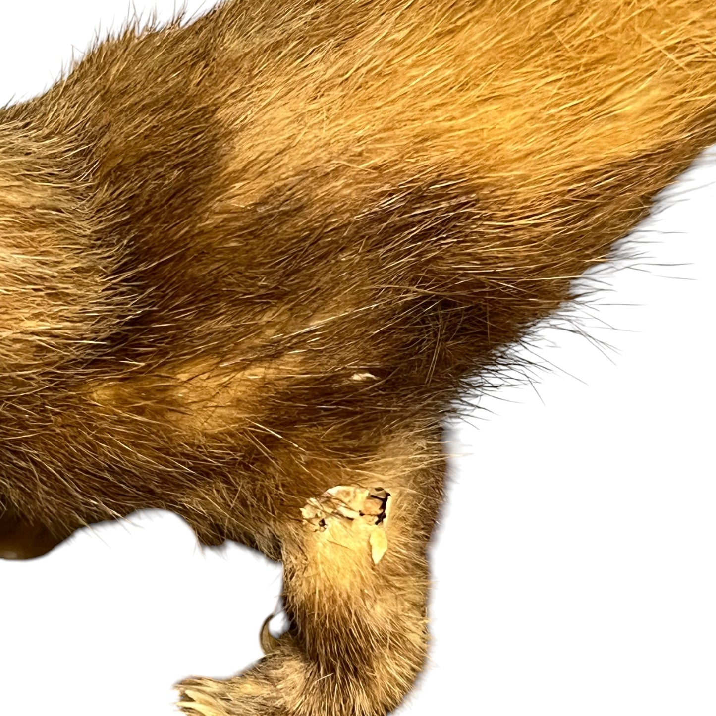 Close up of a taxidermy weasel on a white background