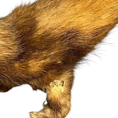 Close up of a taxidermy weasel on a white background