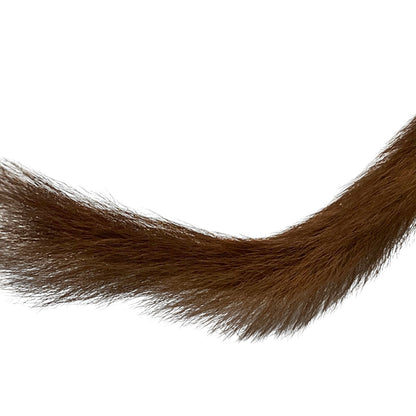 Close-up of a taxidermy small stoat-like animal against a white background.