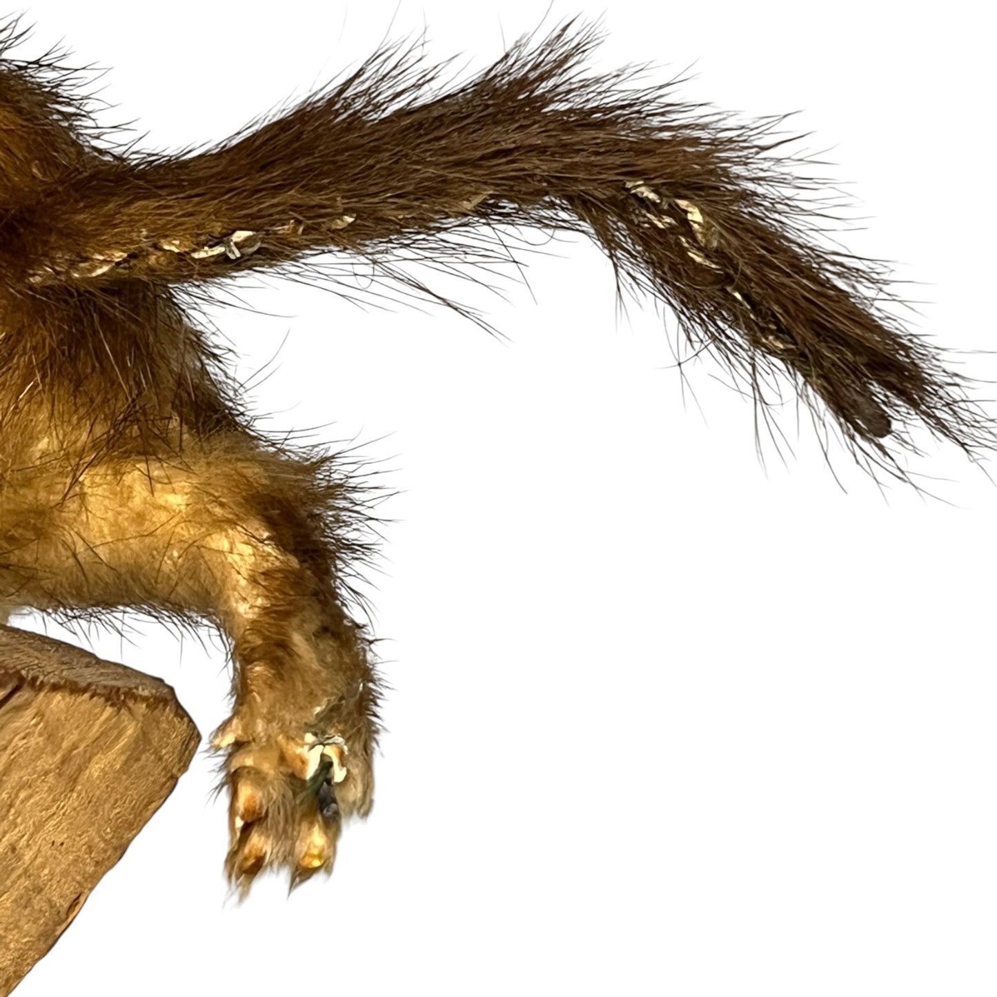 Close up of a taxidermy weasel on a white background