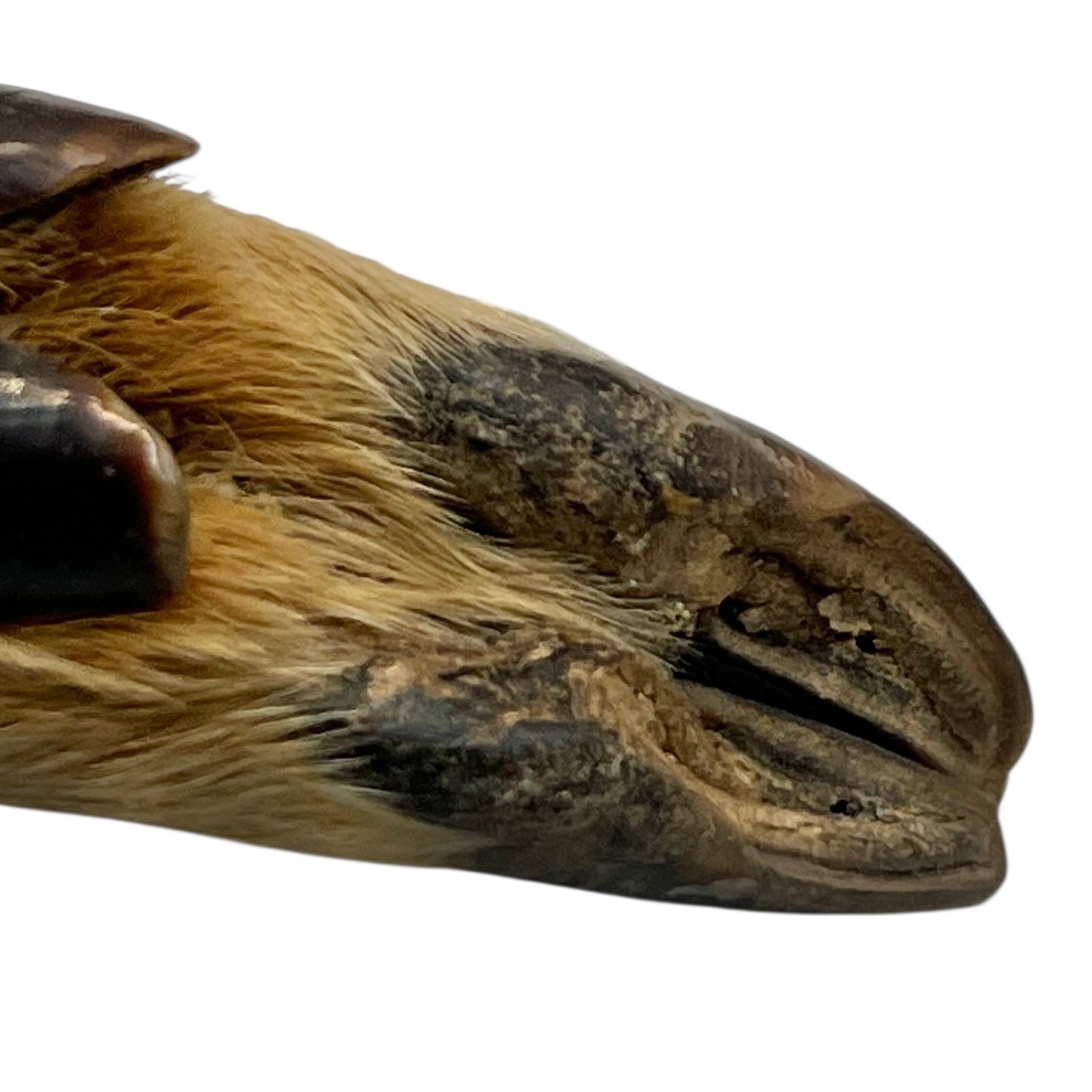 Close-up of a deer hoof on a white background