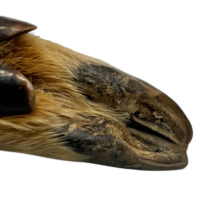 Close-up of a deer hoof on a white background
