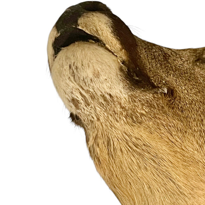 Close-up of a taxidermy deer head on a white background