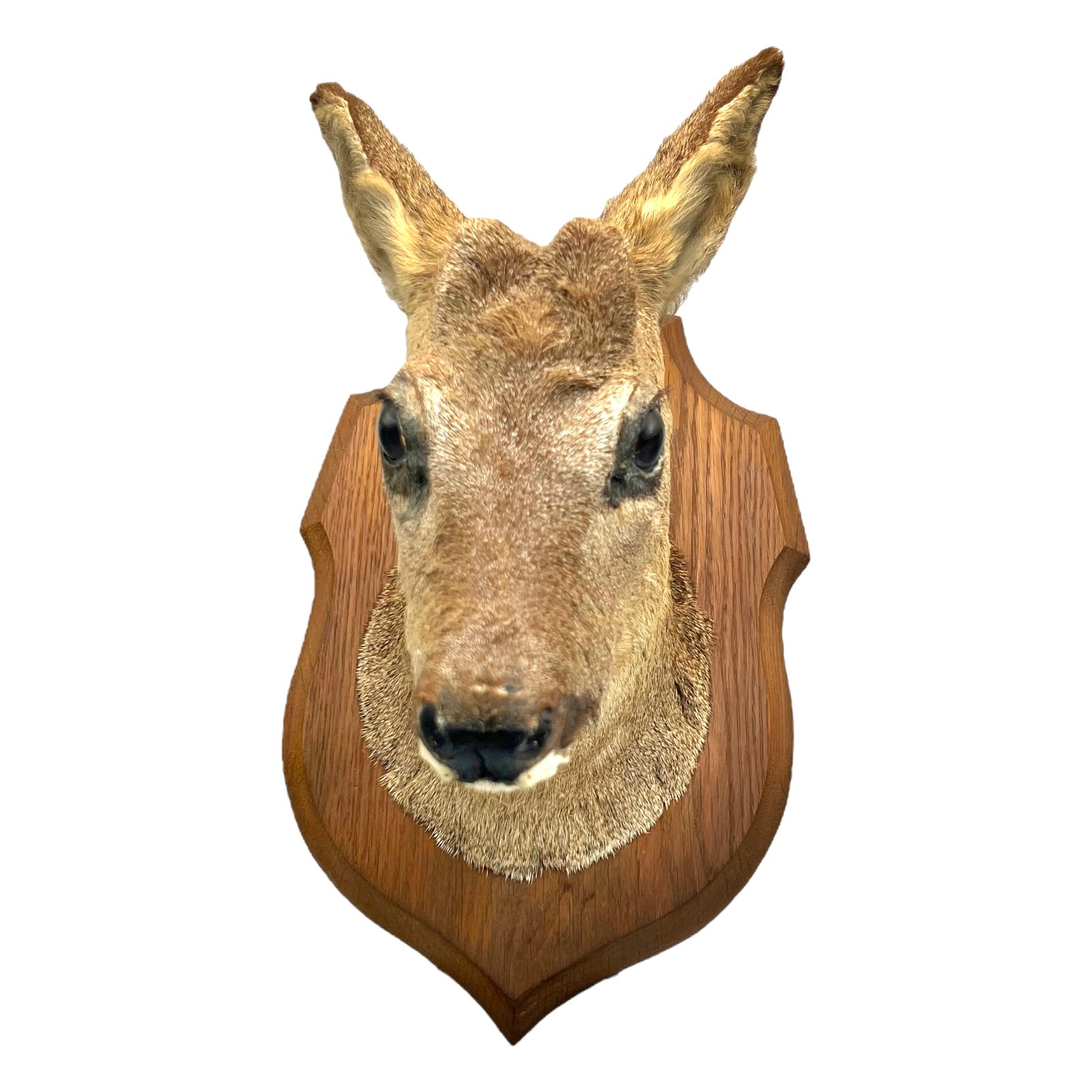 Taxidermy deer head mounted on a wooden plaque with a white background for sale by All Things French Store
