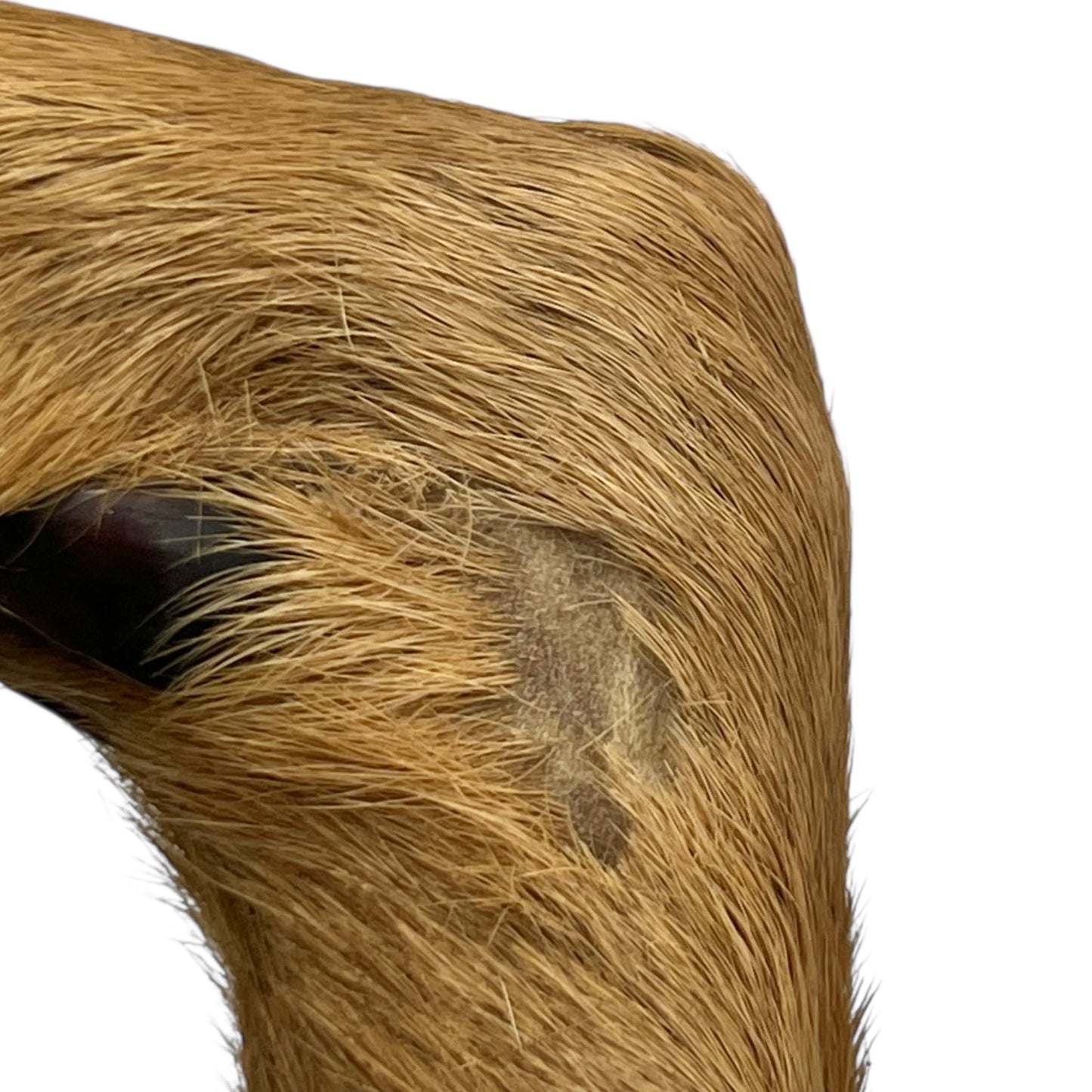 Close-up of a deer hoof on a wooden surface with a white background