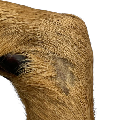 Close-up of a deer hoof on a wooden surface with a white background
