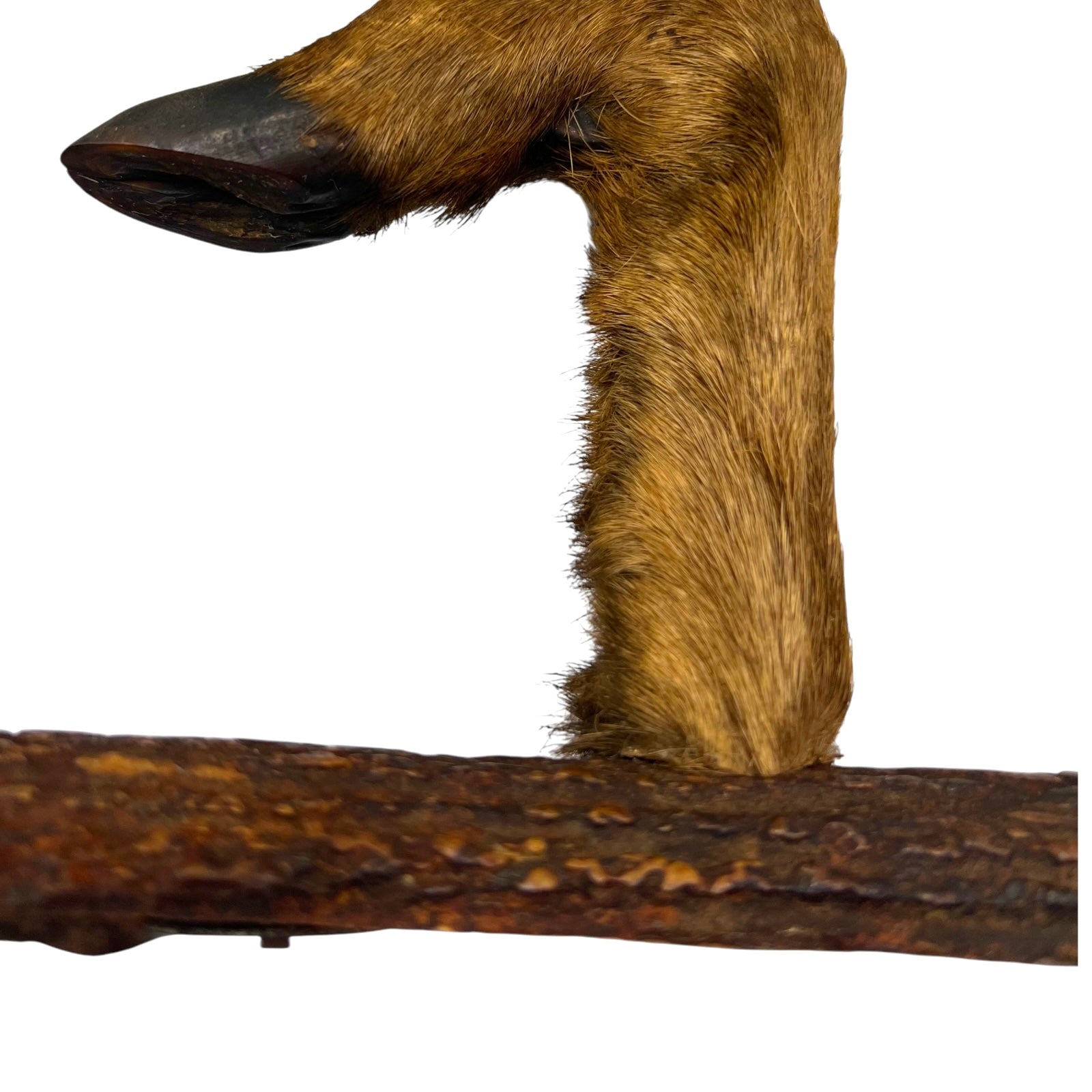 French Taxidermy Roe Deer Hooves Coat Hooks, Hat Rack or Umbrella Holder 