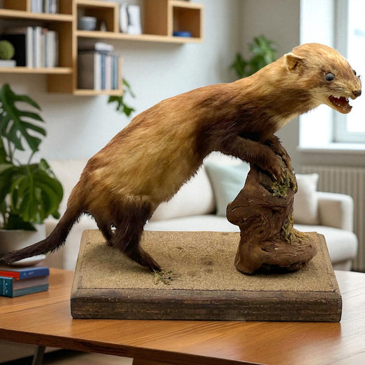 Taxidermy of a weasel on a wooden platform in a living room setting