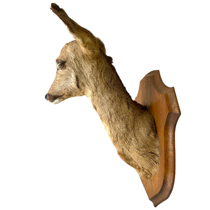 Vintage Taxidermy Roe Deer Head - French Mounted Specimen