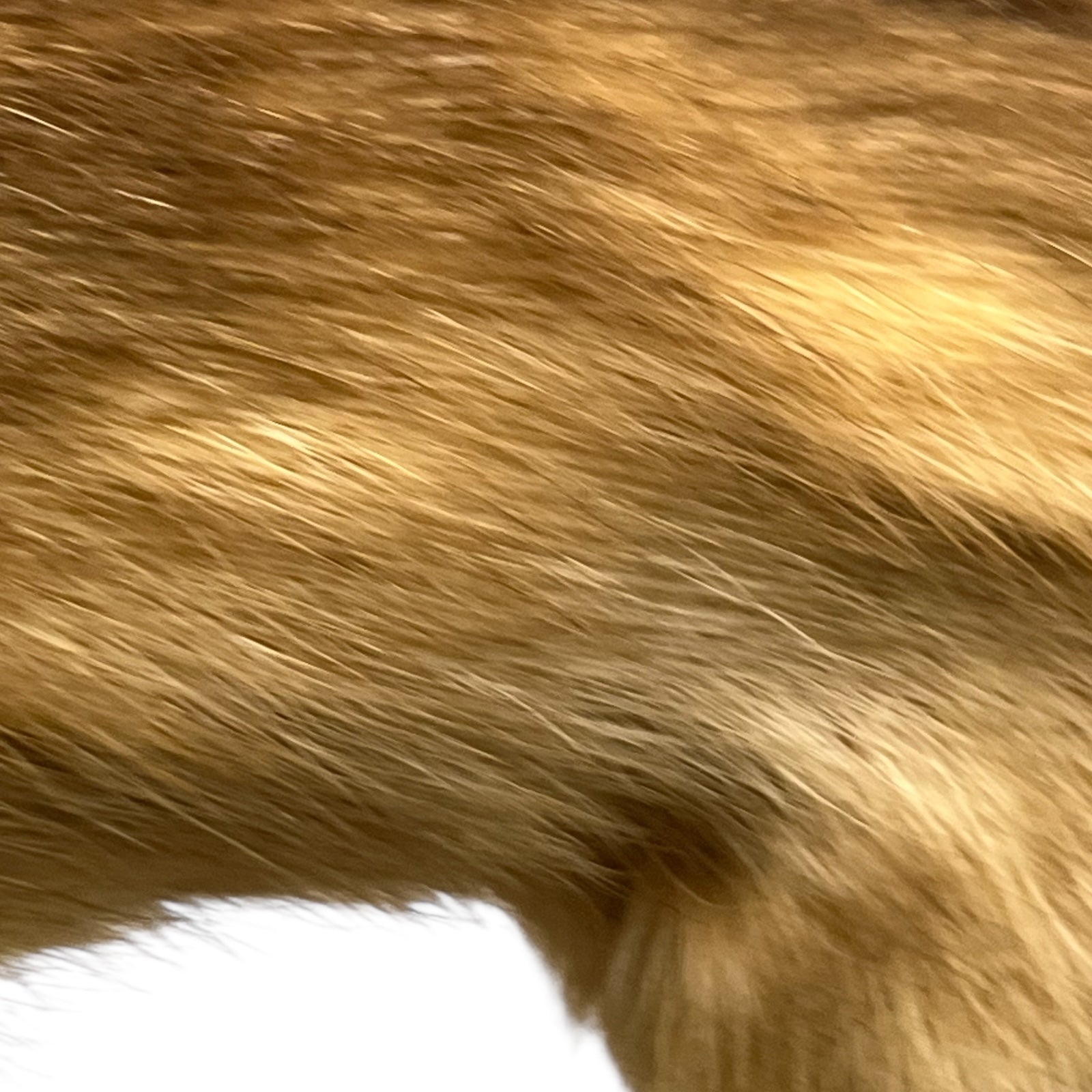 Close up of taxidermy animal on a white background