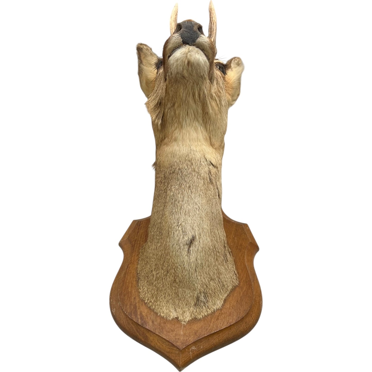 Taxidermy deer head mounted on a wooden plaque against a white background