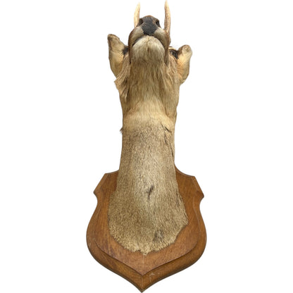 Taxidermy deer head mounted on a wooden plaque against a white background