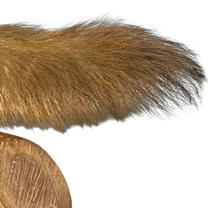 Close-up of brown fur texture with a coin for scale on a white background