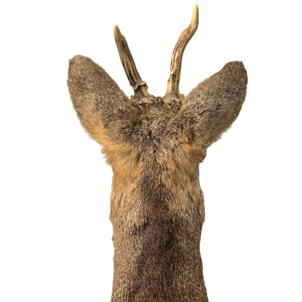 French Taxidermy Deer Head – Vintage Mounted Deer Specimen with Antlers