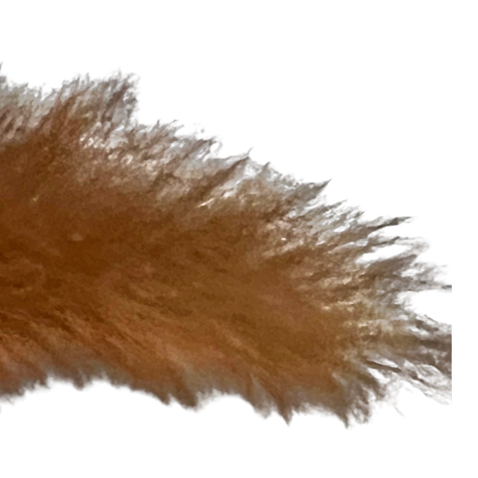 Close-up of a red squirrel on a white background