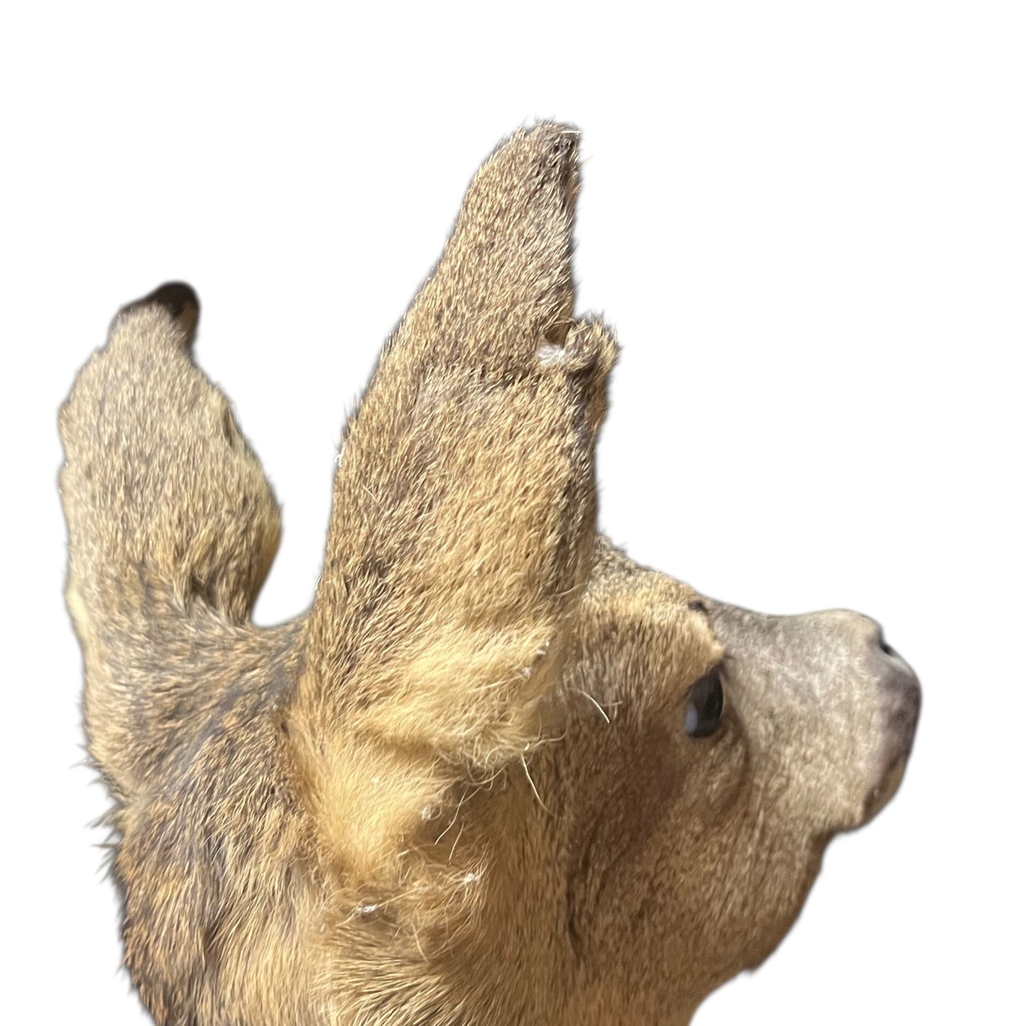 Close-up of a taxidermy deer head on a white background