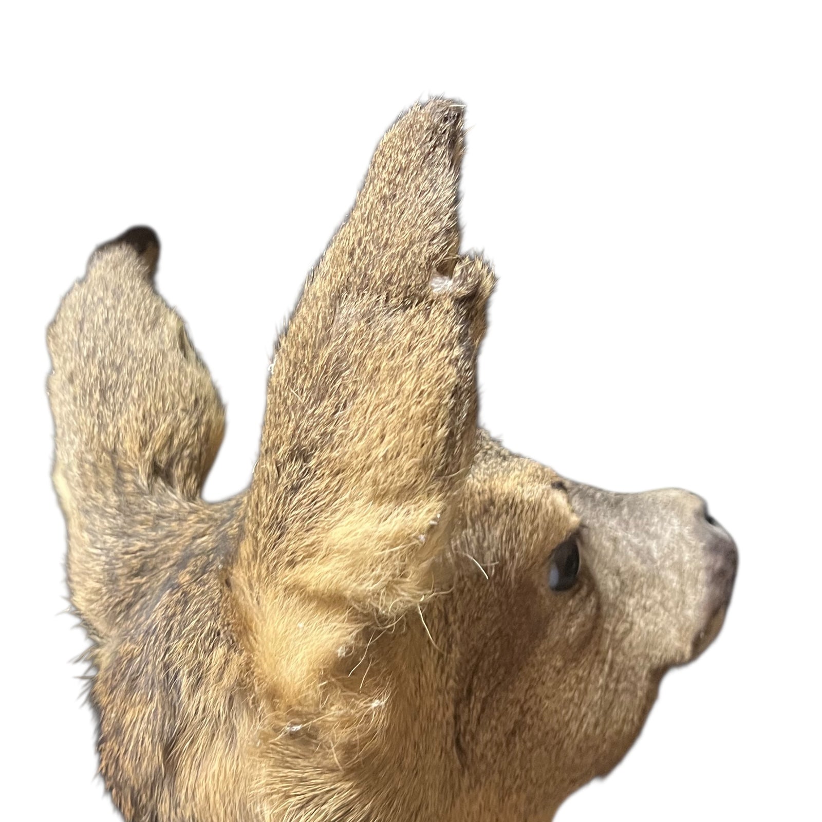 Close-up of a taxidermy deer head on a white background