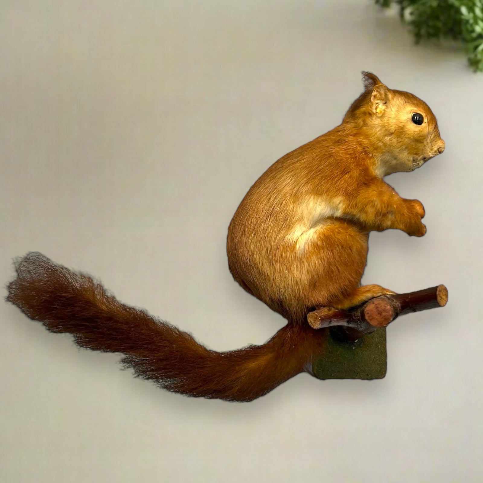 French Vintage Taxidermy Squirrel, Stuffed Animal, Taxidermy Red Squirrel 