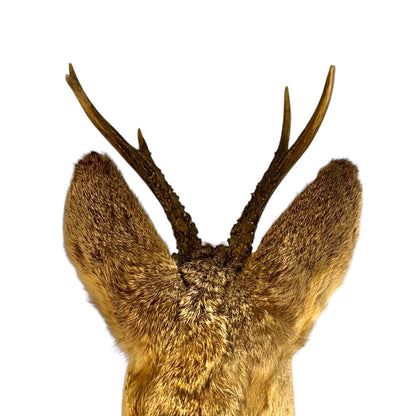 Taxidermy deer head with antlers on a white background