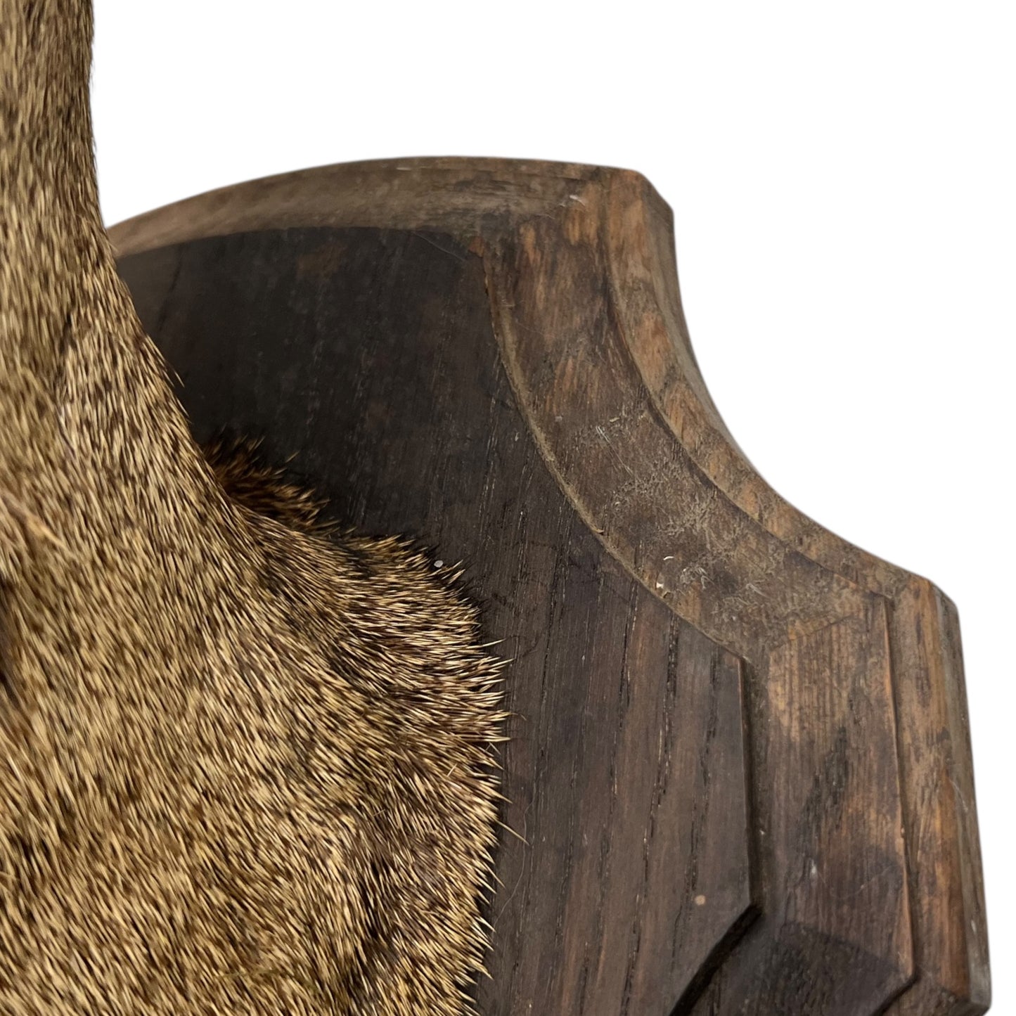 close up of a French taxidermy deer head mount on a wooden plaque against a white background