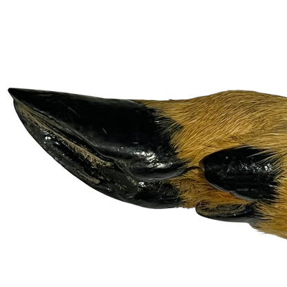 Close up taxidermy hoof 