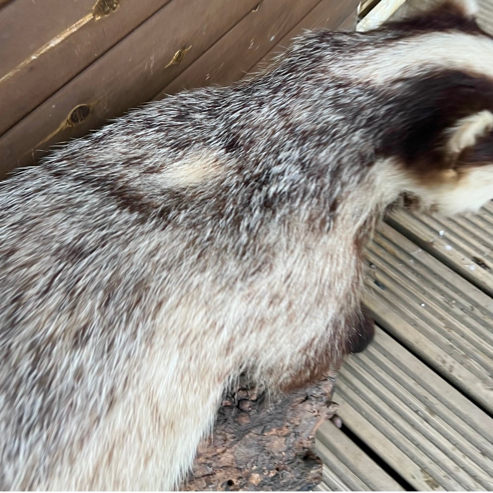 French Taxidermy Badger Adult Mounted on a Log Base in Standing Position