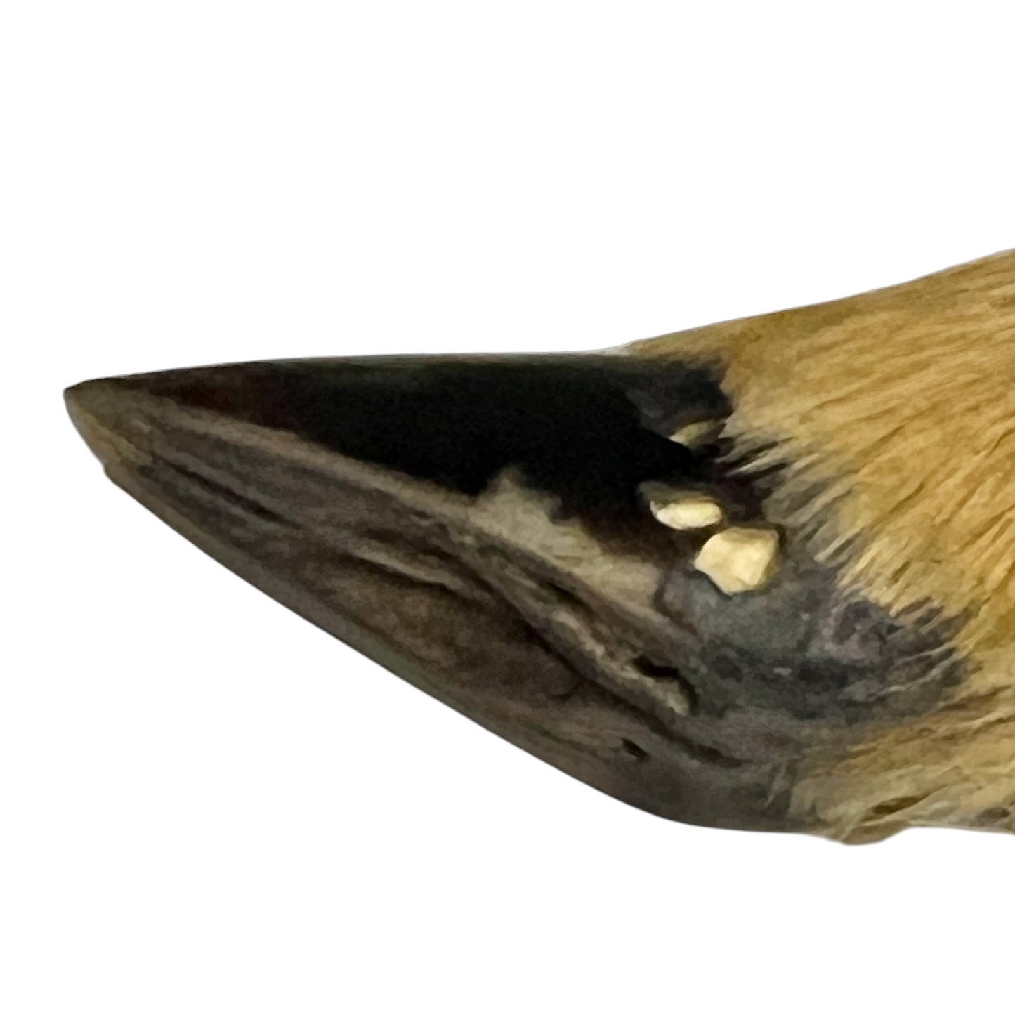Close-up of a taxidermy deer hoof 