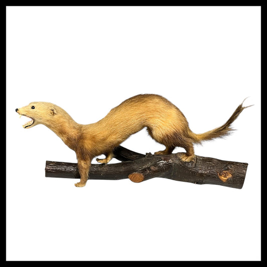French Taxidermy Ferret, Stoat or Weasel on a wooden branch for sale from All Things French Store