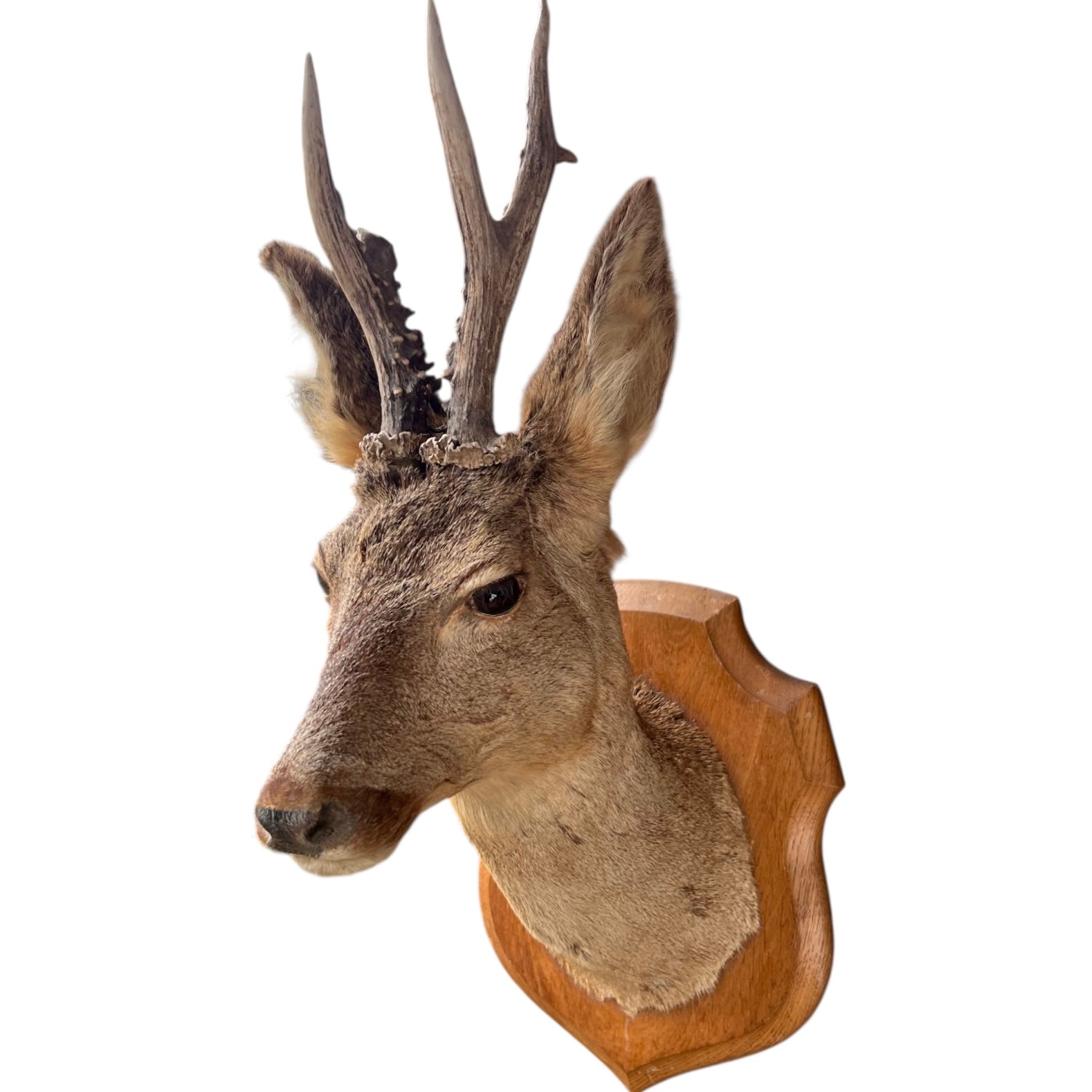 Deer head mount on a wooden plaque against a white background