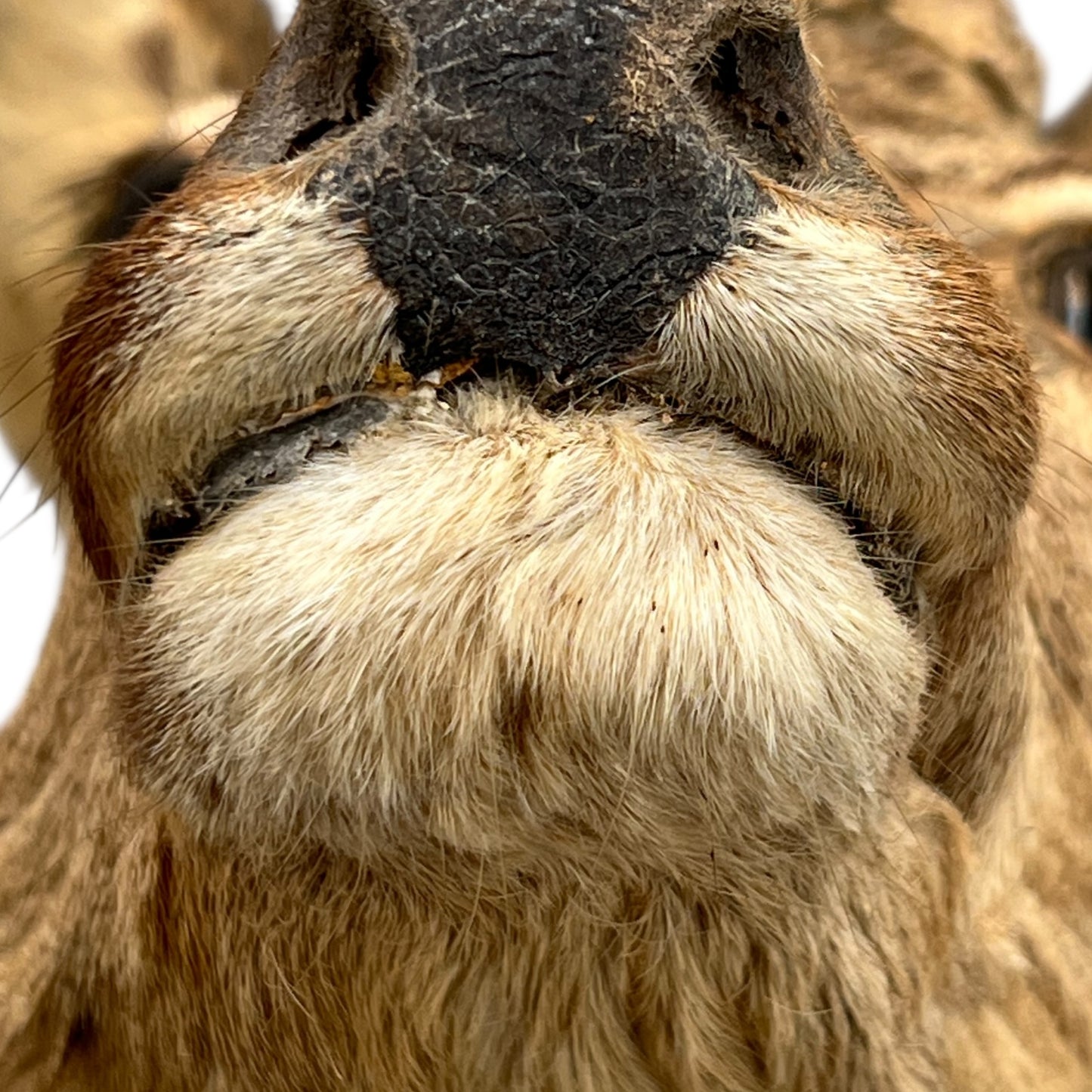 Close-up of a deer's face with a blurred background