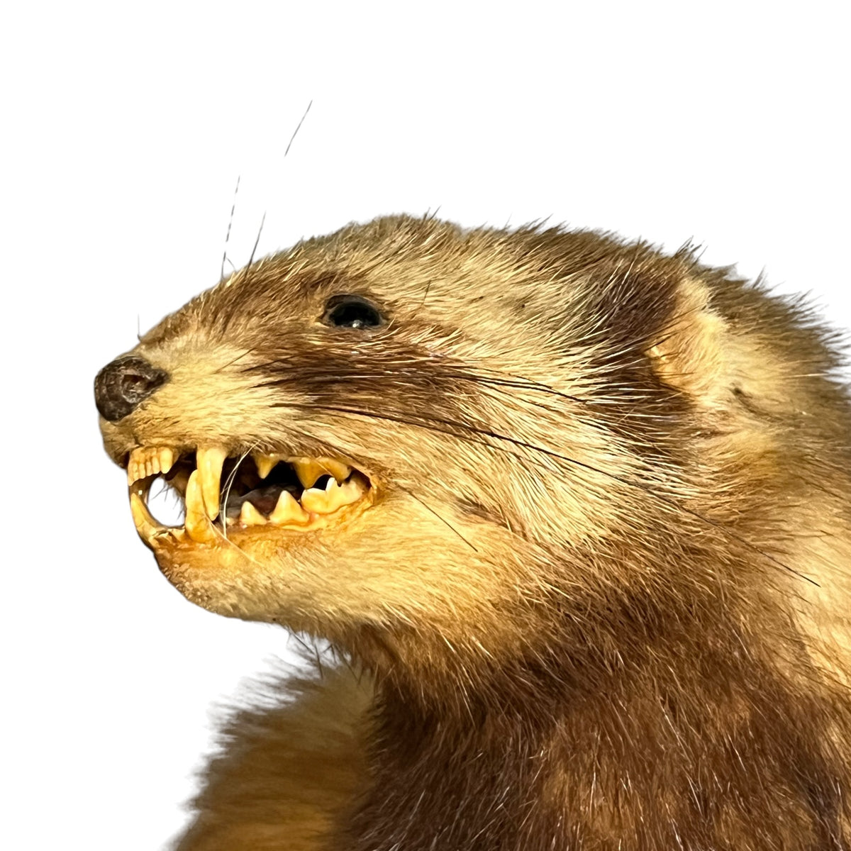 Vintage European Polecat Taxidermy Mount – Mustela putorius Natural History Display