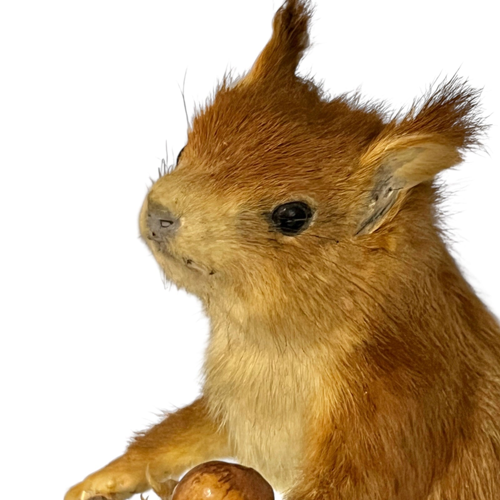 Close-up of a red squirrel on a white background