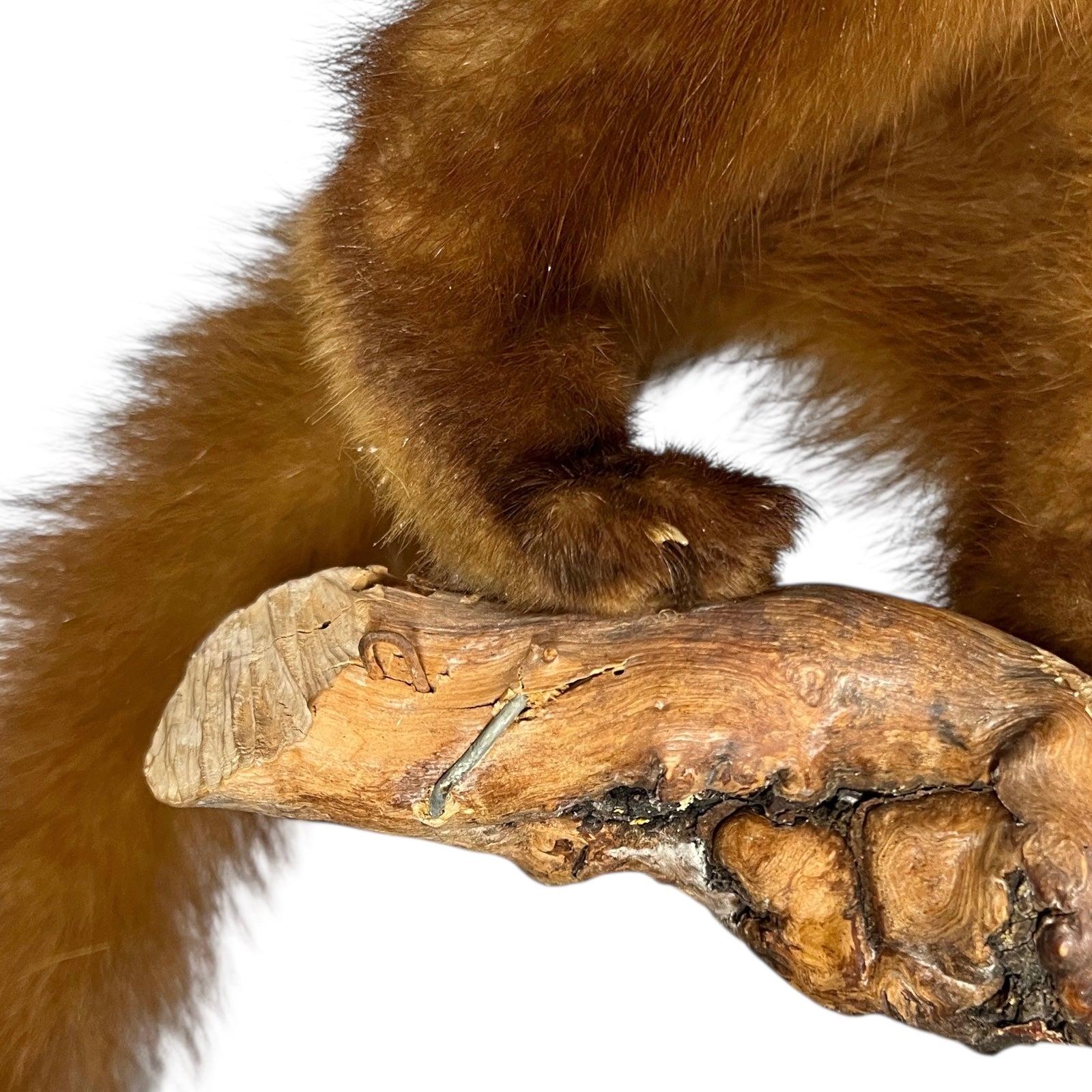 Close-up of a taxidermy small animal with a white background