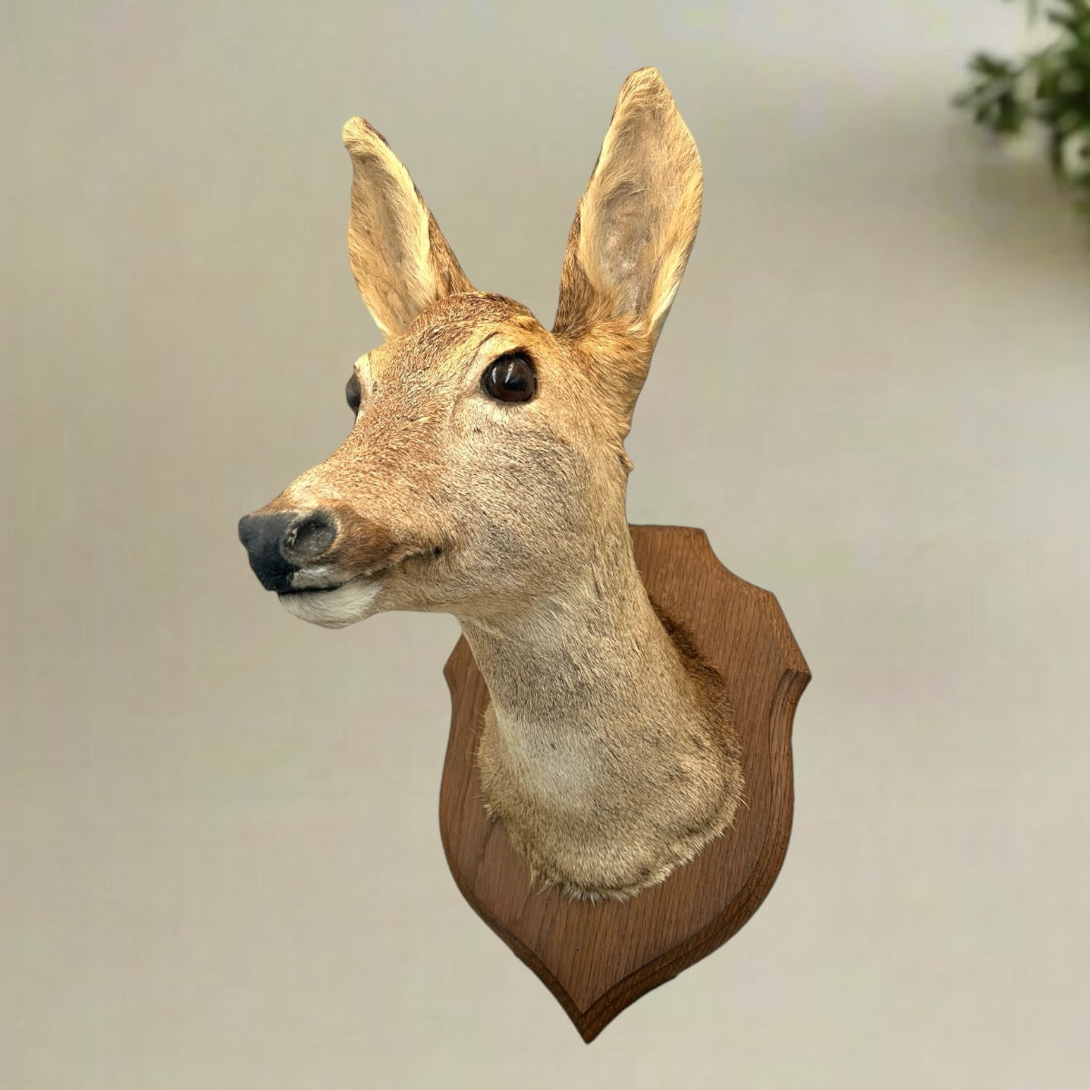 Taxidermy Deer Head, Roe Deer Wall Mounted, Stuffed Mount, Gift for Hunter