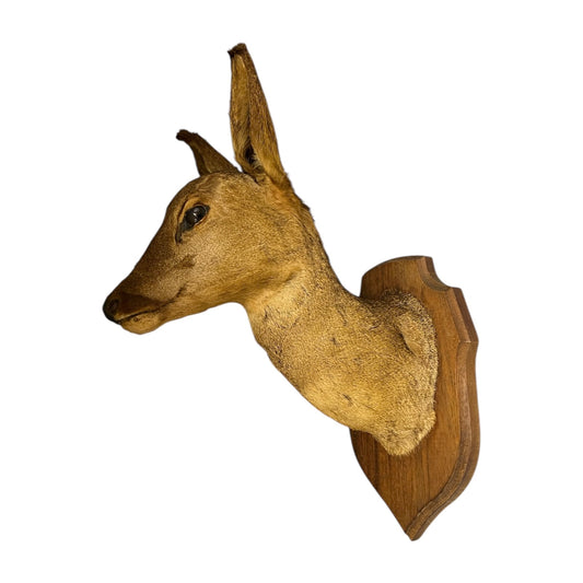 Trophied deer head mounted on a wooden plaque against a white background