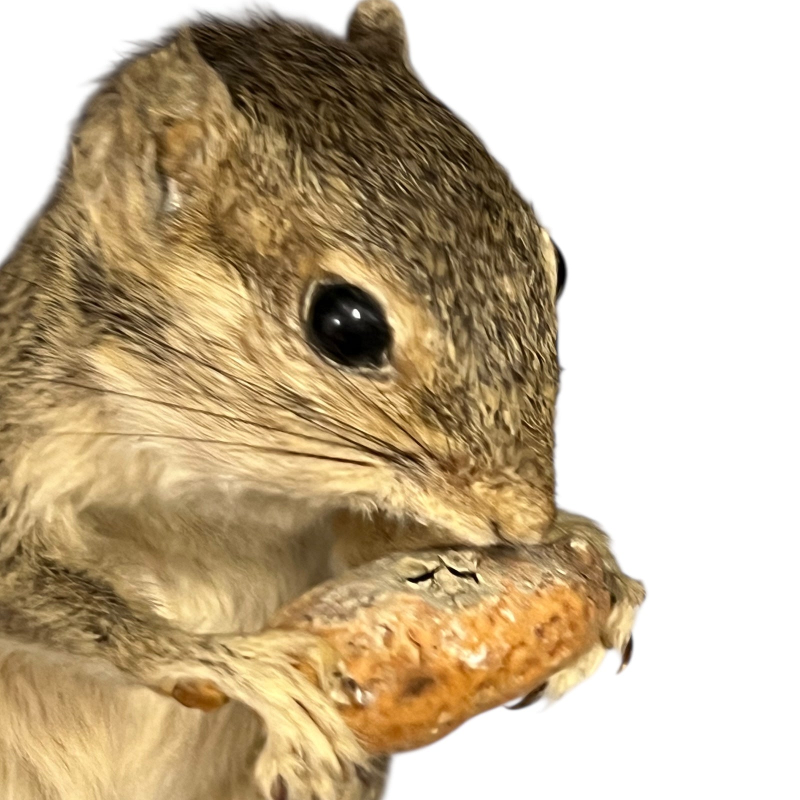 taxidermy chipmunk image of nut