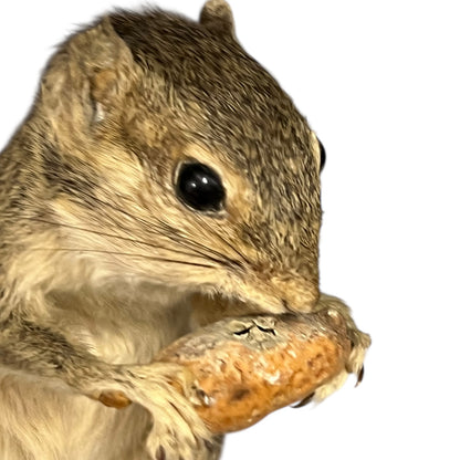 taxidermy chipmunk image of nut