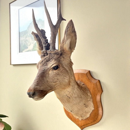 Taxidermy deer head mounted on a wooden plaque against a beige wall with a framed picture for sale from All Things French Store.